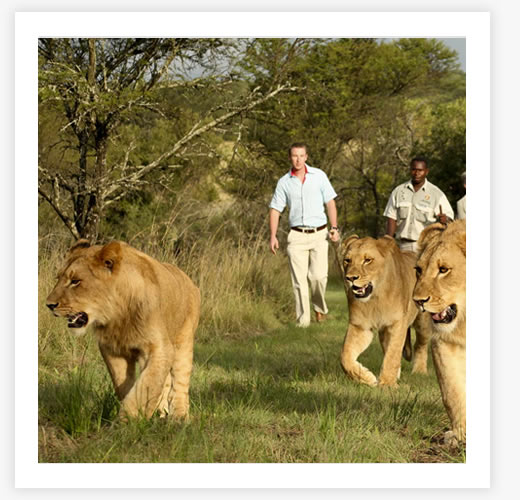 Walking-with-lions